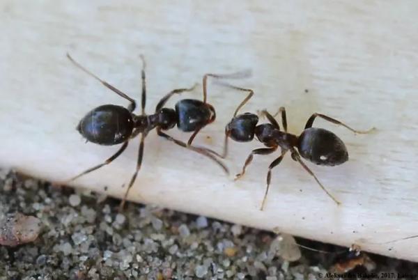 Лучшие способы избавиться от муравьев